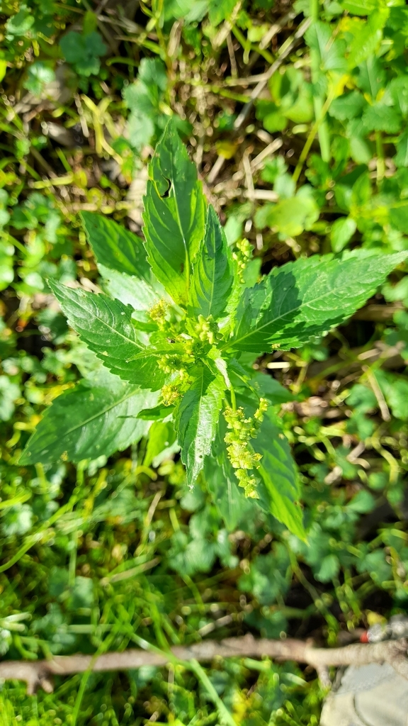 Mercorella comune
