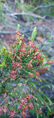 Passerina rubra