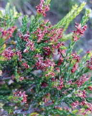 Passerina rubra