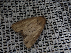 Xylomoia fusei