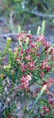 Passerina rubra