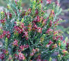 Passerina rubra