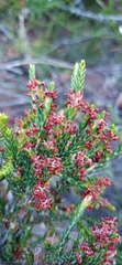 Passerina rubra