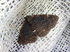 Diomea cremata