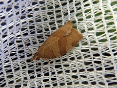 Pandemis cinnamomeana