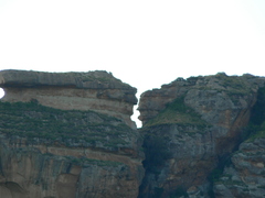 Passerina montana