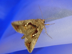 Erythroplusia rutilifrons