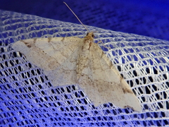 Macaria shanghaisaria