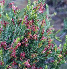 Passerina rubra