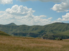 Monocymbium ceresiiforme