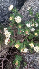 Pimelea ligustrina