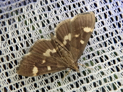 Herpetogramma luctuosalis