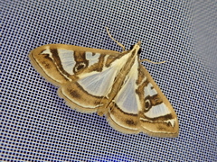 Glyphodes pyloalis