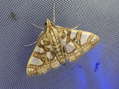 Glyphodes duplicalis