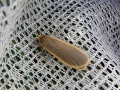 Eilema nankingica