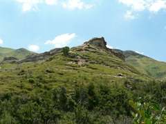 Searsia pyroides gracilis