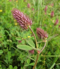 Trifolium ligusticum