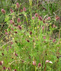 Trifolium ligusticum