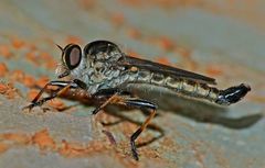 Cerdistus fuscipennis