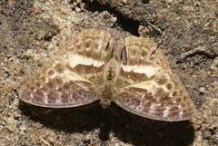 Apectinaria