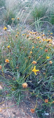 Heterolepis peduncularis