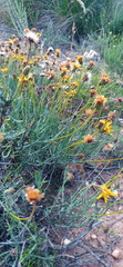 Heterolepis peduncularis