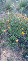 Heterolepis peduncularis
