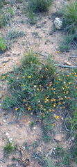 Heterolepis peduncularis