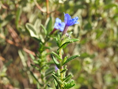 Glandora prostrata lusitanica