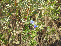 Glandora prostrata lusitanica
