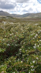 Nematolepis ovatifolia