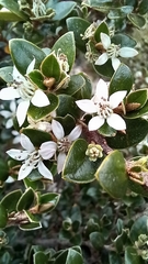 Nematolepis ovatifolia