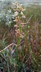 Prasophyllum sphacelatum