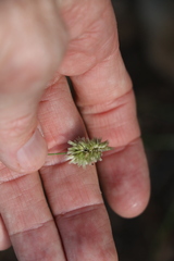 Enneapogon lindleyanus