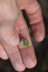 Enneapogon lindleyanus