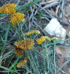 Helichrysum rutilans