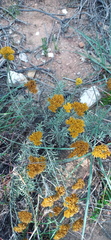 Helichrysum rutilans