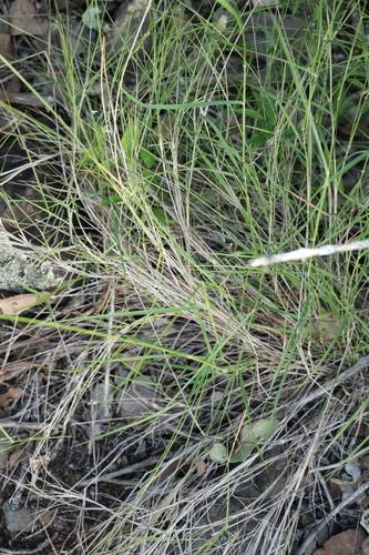 Image of Enneapogon lindleyanus by (c) Greg Tasney, some rights reserved (CC BY-SA)