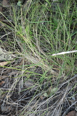 Enneapogon lindleyanus