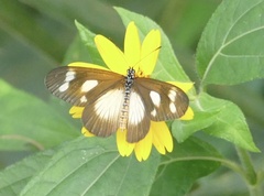 Acraea lycoa