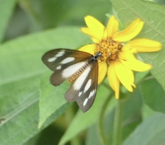 Acraea lycoa