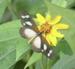 Acraea lycoa