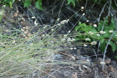 Enneapogon lindleyanus