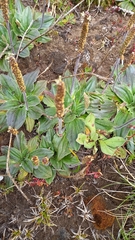 Plantago euryphylla