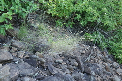 Enneapogon lindleyanus