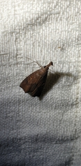 Hypena subvittalis