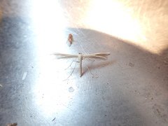 Pterophorus innotatalis