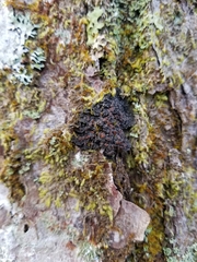 Fuscopannaria leucosticta