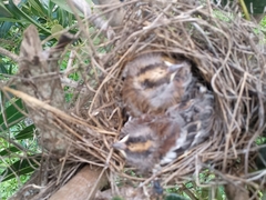 Emberiza flaviventris