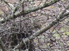 Synallaxis hypochondriaca